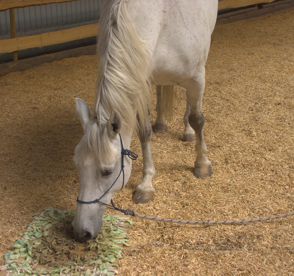 Lipizzanern Wiggo äter pausmat från snuffelmatta på marken.