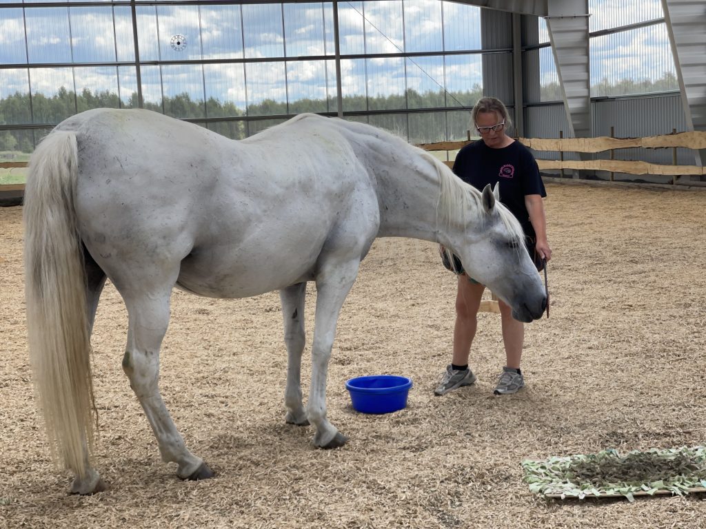 Lipizzanern Musica duttar på en target med nosen och får sin belöning i en bunke på marken.