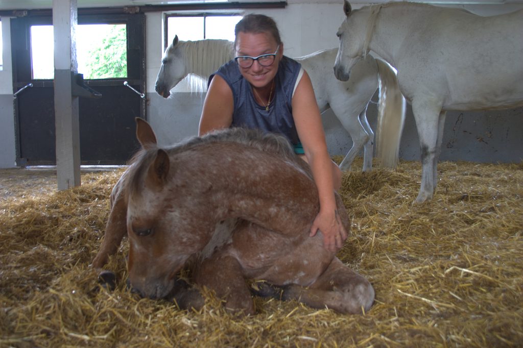 Annika Lif har en hedersstund tillsammans med Jaxon som ligger ned och vilar i ligghallen för att komma undan värmen. Ett par av de andra flockmedlemmarna står och vilar i bakgrunden. Att klänga på hästen när den ligger ned redan när den är väldigt ung är en del av den framtida inridningen här är kliandet och masserandet till för att skapa en god association till människa på ryggen.
