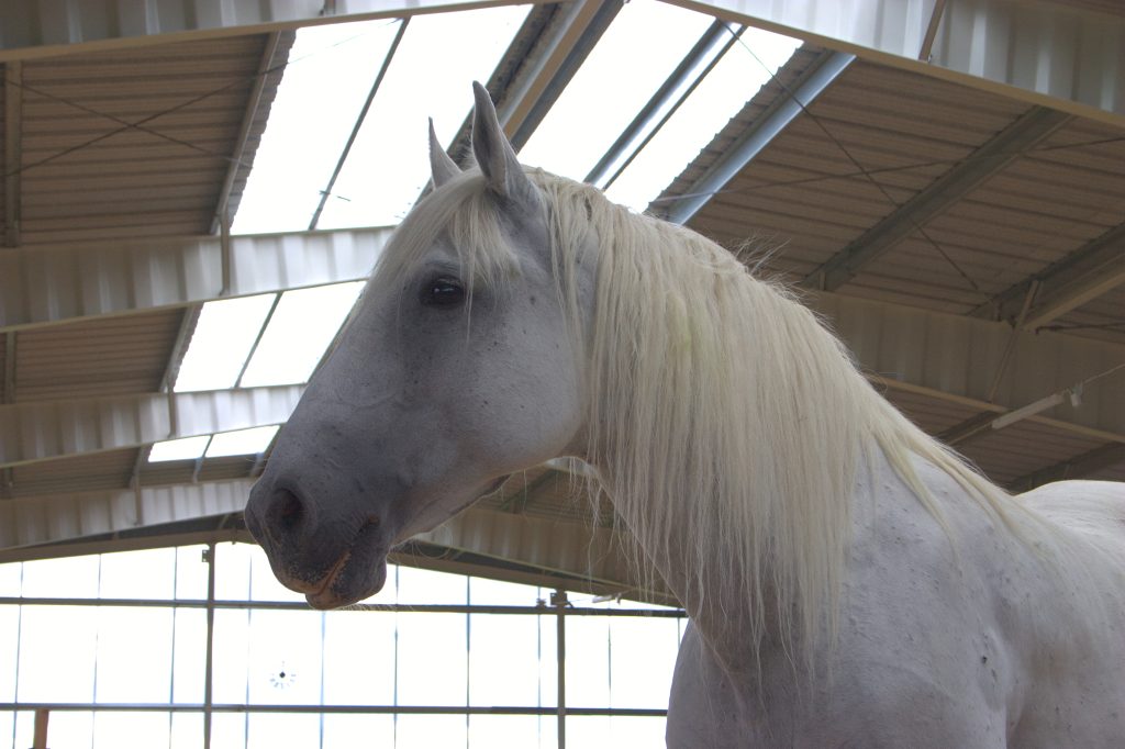 Annika Lif tog tllsammans med Lipizzanerstoet Musica de första trevande stegen mot belöningsbaserat arbete.