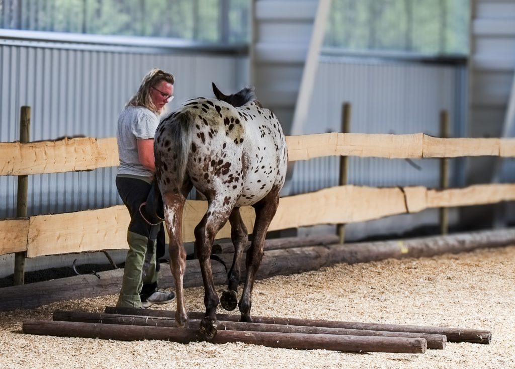 Jaxon går över cavalettibommar för första gången.