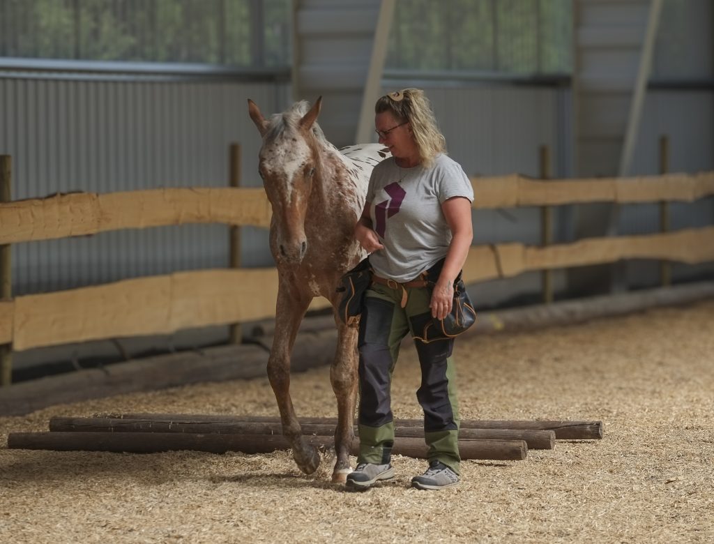 Annika Lif och Jaxon tränar på att göra hat efter cavalettibommar.